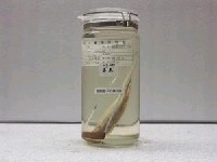 藏品(鯔)的圖片